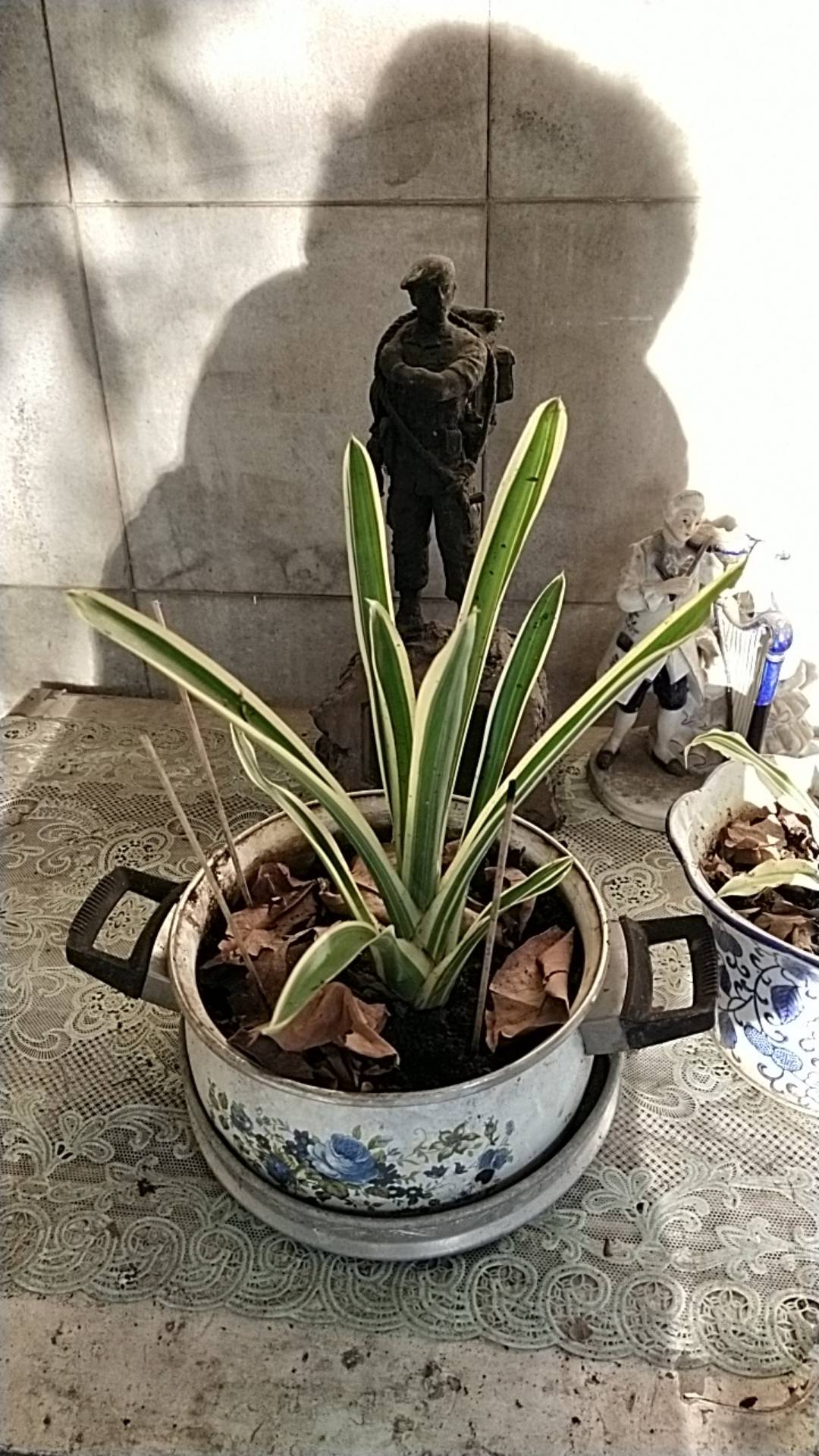 Tanaman Hias Aechmea Gamosepala/bromelia Jagung/bromelia Putih Varigata