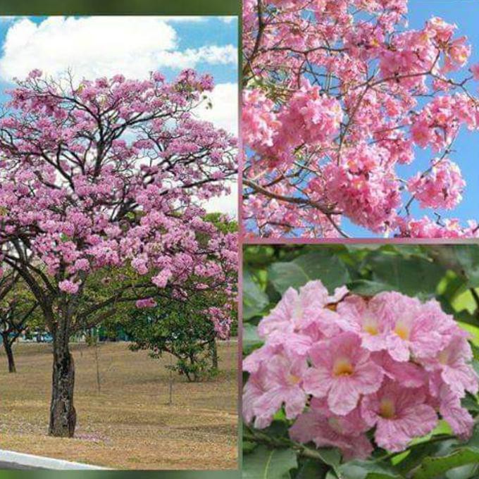  Gambar Bunga Sakura Asli  gambar  status lucu wa