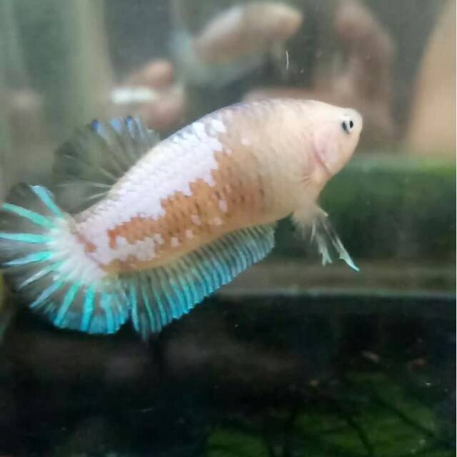7400 Gambar Ikan Cupang Plakat Giant HD Terbaik