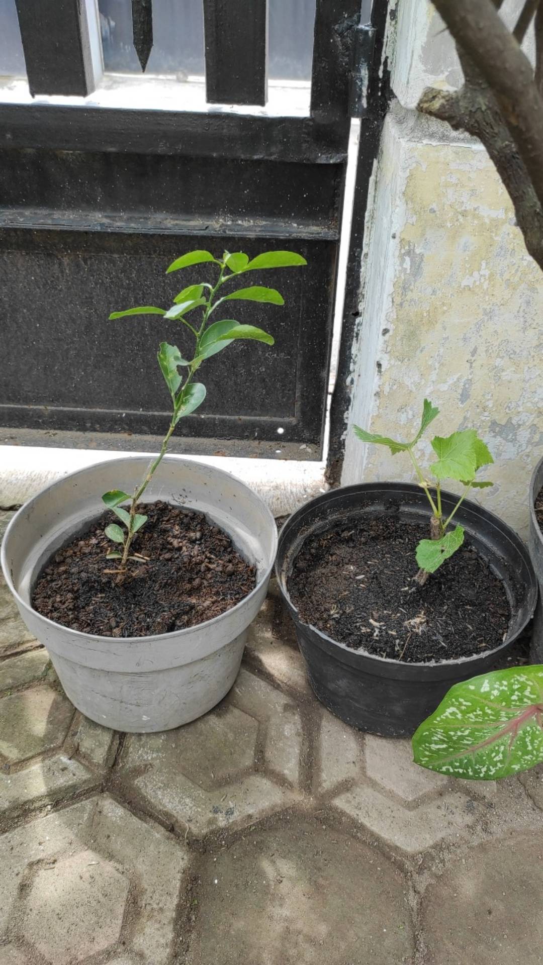 Bibit Buah Jeruk Purut/bumbu