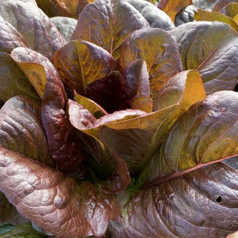 Benih Selada Red Romaine Lettuce Red Romain Selada Romain