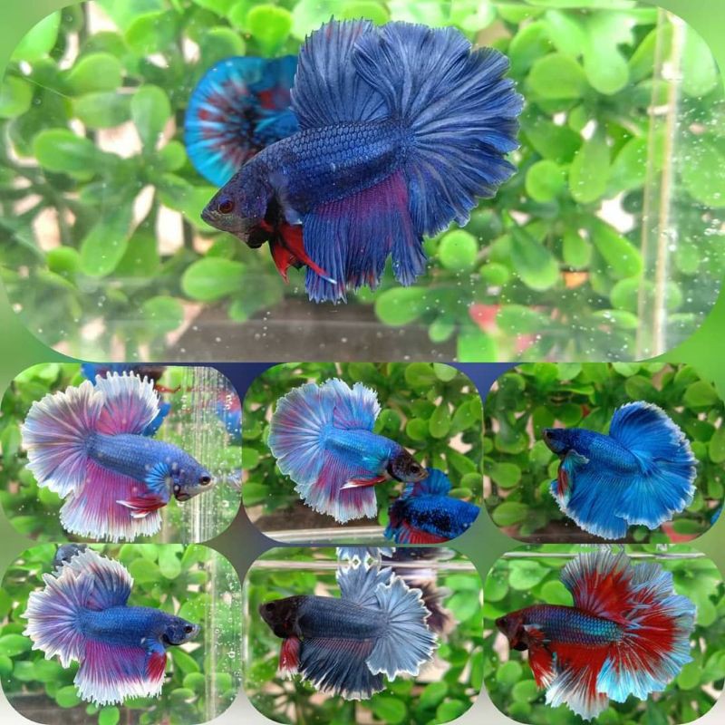 IKAN CUPANG HALFMOON SIZE M MALE