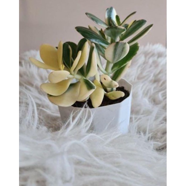 Sukulen Jade Plant Varigata