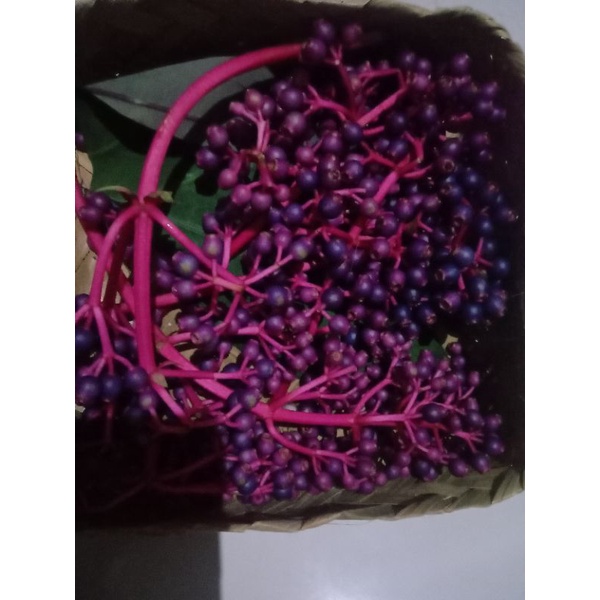 

buah parijoto