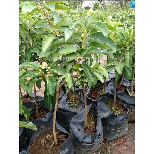 Bibit Tanaman buah Alpukat Hass asli siap berbuah