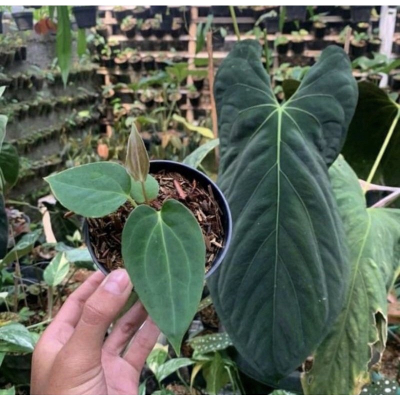 Anthurium Dark mama baby - Kuping gajah dark mama