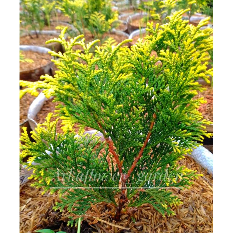 Cemara kinoki kuning/tanaman cemara mini/cemara hias