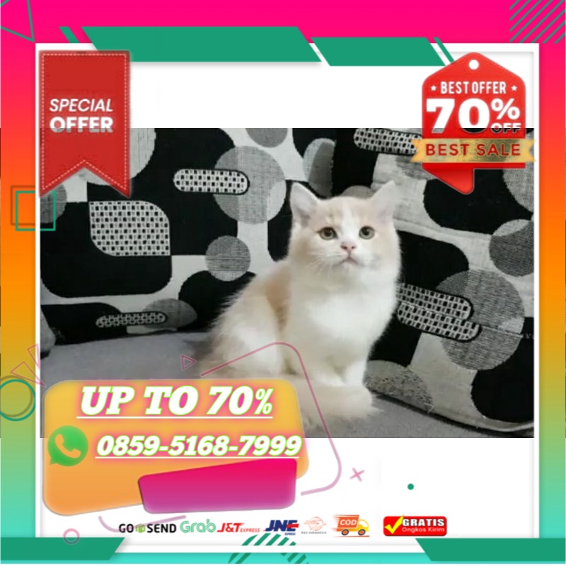 Jual Jual Anakan Kucing Harga Terbaik - November 2021  Shopee 