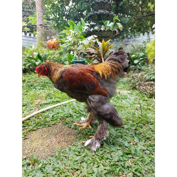 ayam brahma jantan usia 7 bulan up trah gold partridge