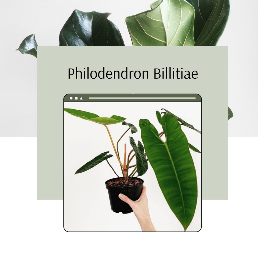 Tanaman Philodendron Billitiae Tanaman Philodendron Kabel Busi Murah