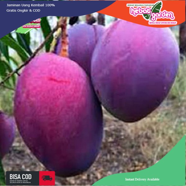 Bibit pohon mangga Irwin tinggi tinggi 1 meter