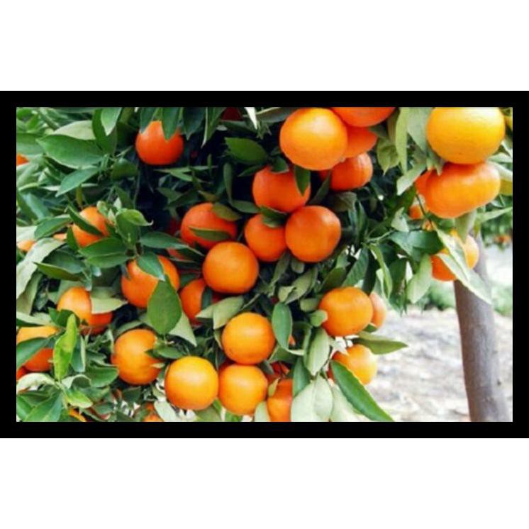 Diskon Jeruk Sunkist Sudah Berbuah