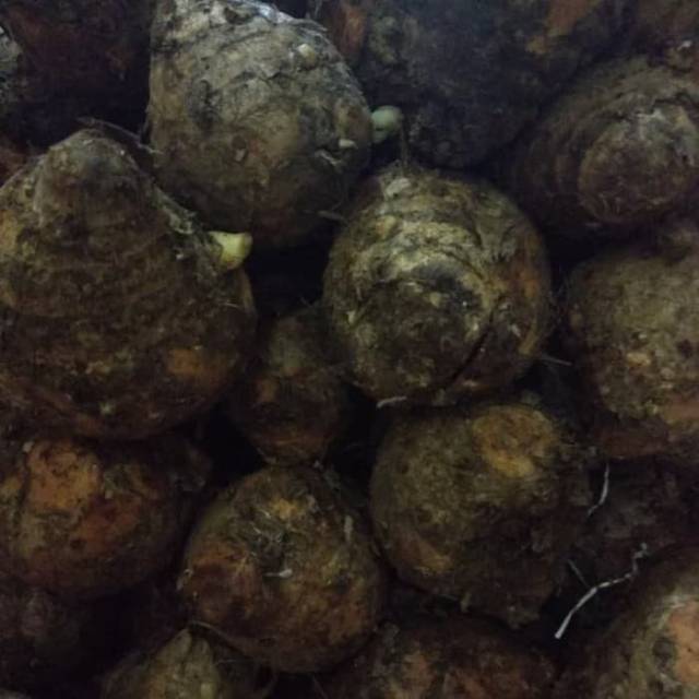 

Temulawak/koneng gede