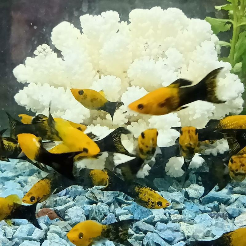 IKAN MOLLY GOLDEN BLACK | IKAN HIAS AQUASCAPE/AQUARIUM
