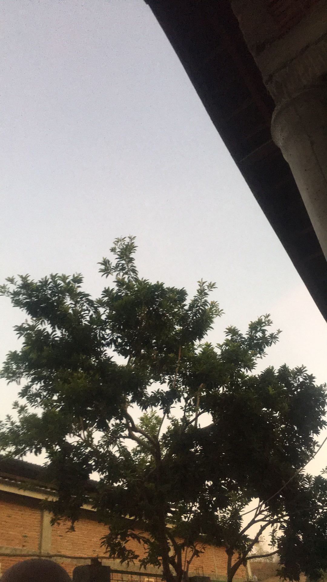 Maura Couple - Sania Ruffle Batik Couple Ori Ndoro Jowi Garansi