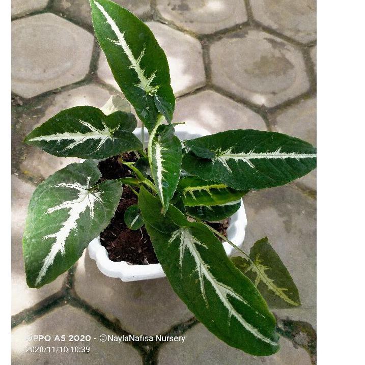 SHOPEE MALL singonium wenlandi