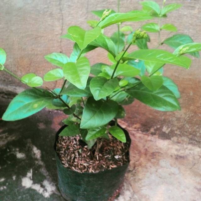 Tanaman bunga melati rambat Bibit Pohon melati jawa Tanaman bunga melati rambat Bibit Pohon melati jawa