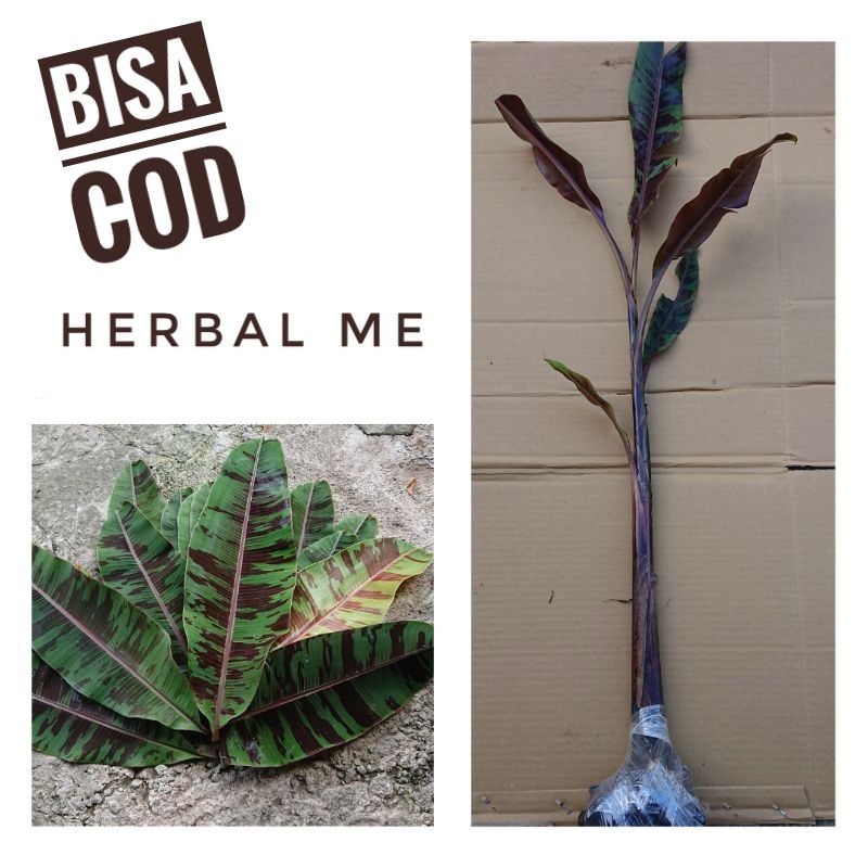 Pohon Pisang Varigata Merah - Banana Blood - Tanaman Hias Populer