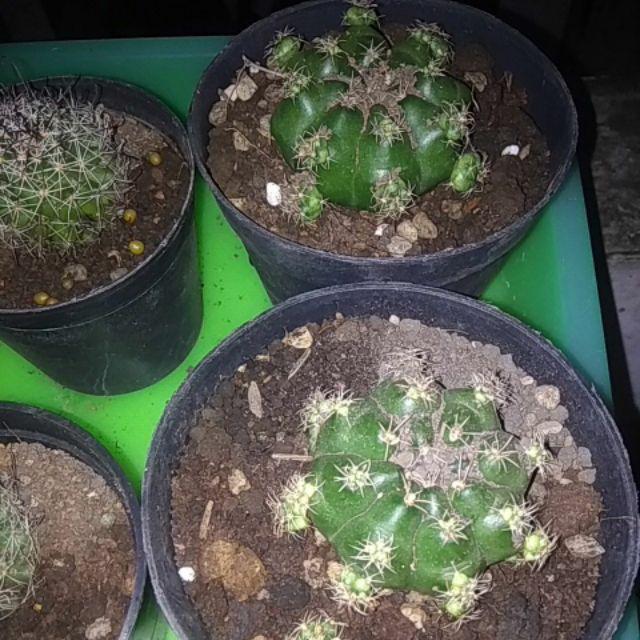 Tanaman Hias Kaktus Gymnocalycium Damsii