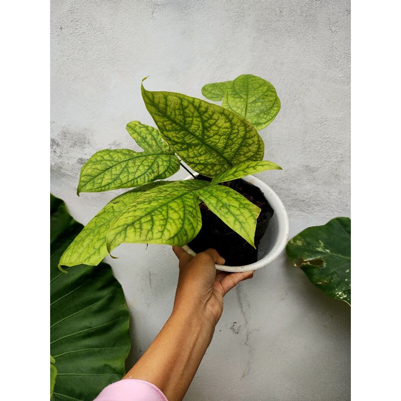 Amydrium Medium Yellow/ Monstera Spiderman Kuning