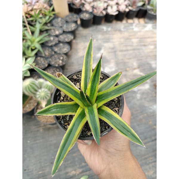 Agave victoria reginae