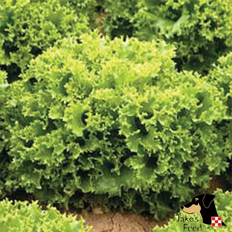 BENIH LETTUCE SALAD BOWL GREEN HAIRA SEED-SELADA KERITING BOWL GREEN