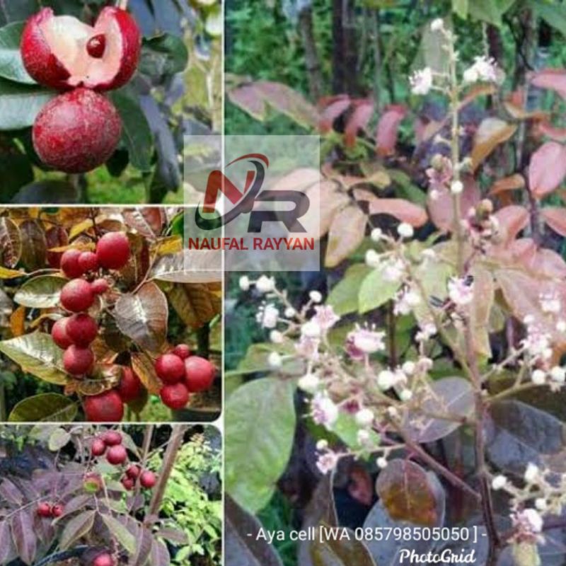 Bibit kelengkeng merah berbunga kelengkeng merah siap berbuah lengkeng merah super siap berbuah