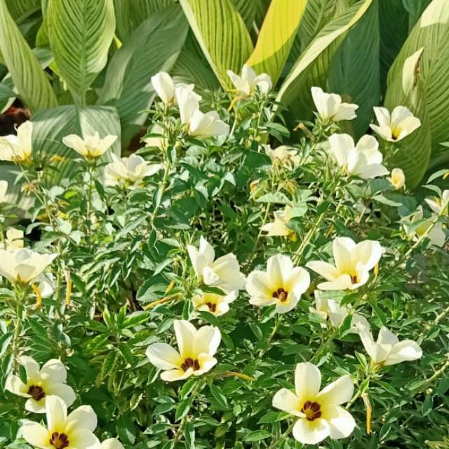 yasminehijabcollection