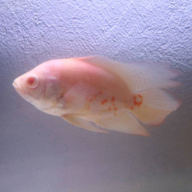 Ikan oscar slayer albino
