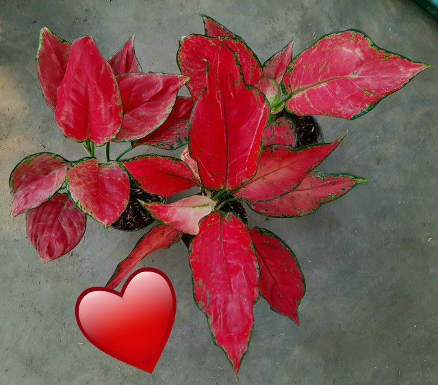 Tanaman Hias Aglonema Ruby Garuda