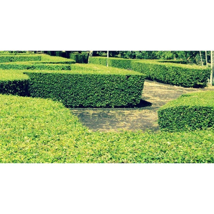 Bonsai Bonsae Teh-Tehan Tanaman Pembatas Pagar Hias Pohon 001