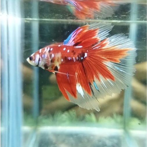 IKAN CUPANG HALFMOON REDKOI MULTICOLOR GALAXY 100% REALPICT (KODE AJ5)