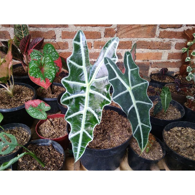 Keladi Amazon/Keladi Tengkorak