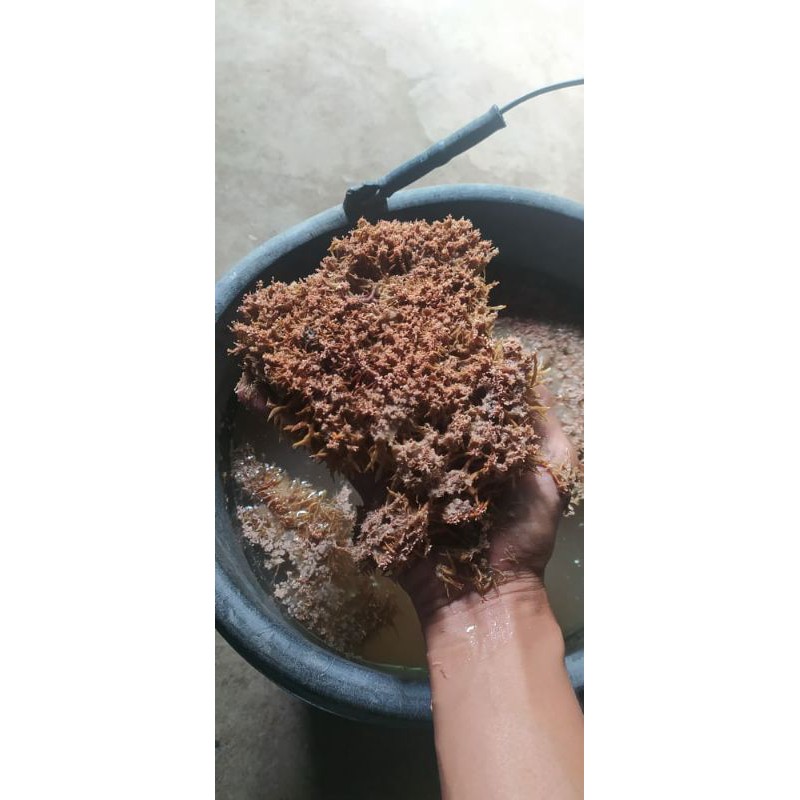 

JAMUR JAKABA (BIANG JAKABA)