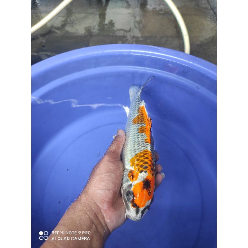 ikan koi kujaku F1 size 29cm