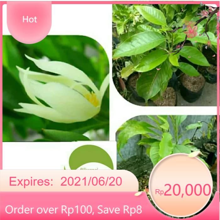 Bibit Pohon Cempaka Putih - Pohon Manglid - Pohon Kantil