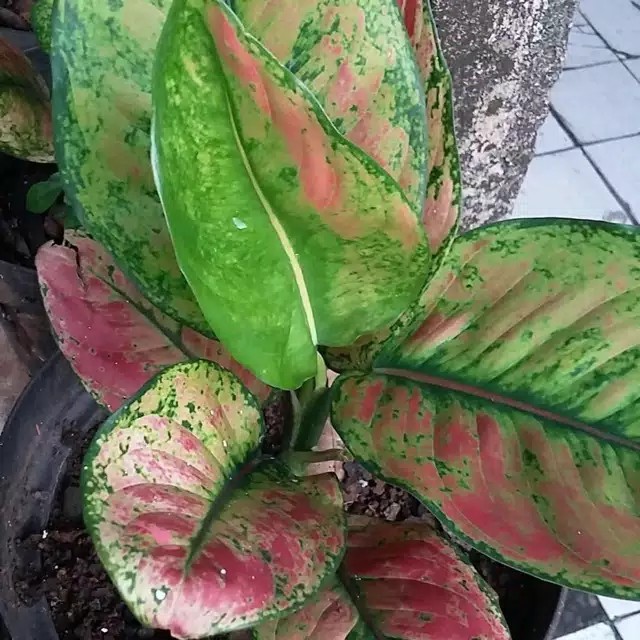 Aglonema Murah Warna Pink