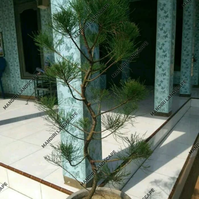 Bibit Bonsai Cemara Udang / Pohon Bonsai Cemara Udang