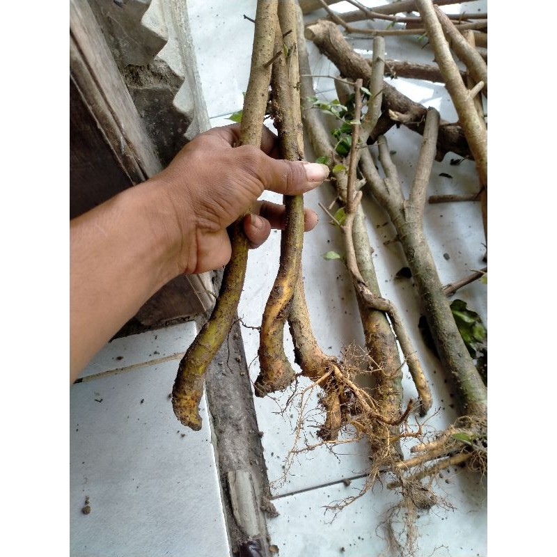 BAHAN BONSAI SERUT DONGKELAN LURUS 2k