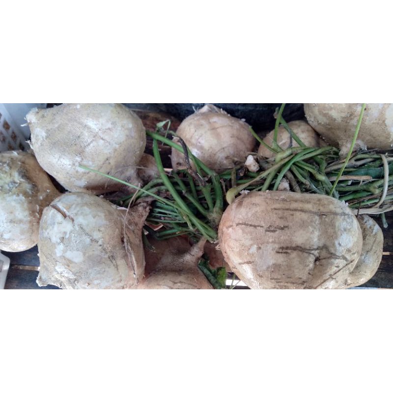 

Buah Bengkoang segar bengkuang