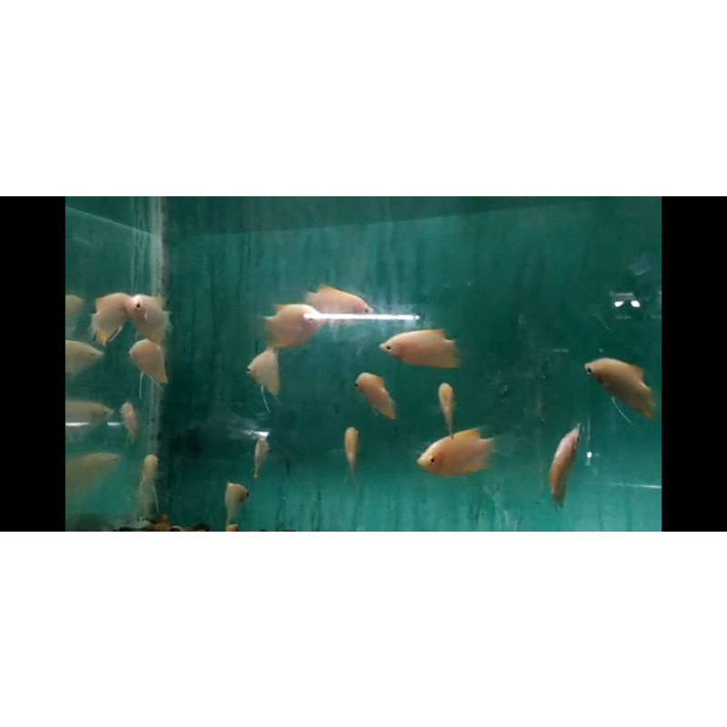 Ikan Hias Aquarium Ikan GURAMI ALBINO khusus grab/ gojek