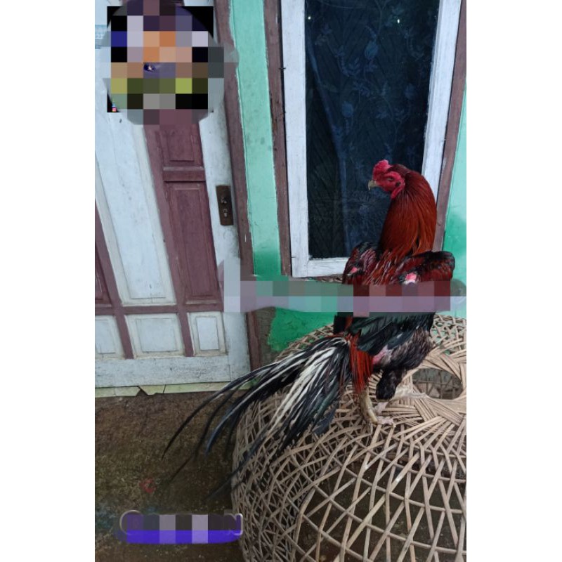 "super murah"telur ayam bangkok ekor lidi