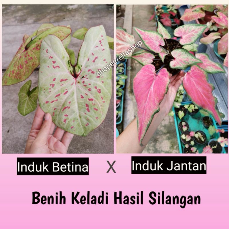 PROMO Biji Keladi Hybrid - Benih Biji Caladium Hasil Silangan - Caladium Seed HN series