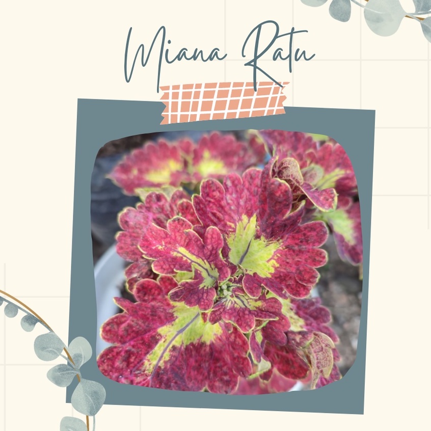 Tanaman Hias Miana Ratu Bunga Miana Ratu Cantik Murah Miana Ratu