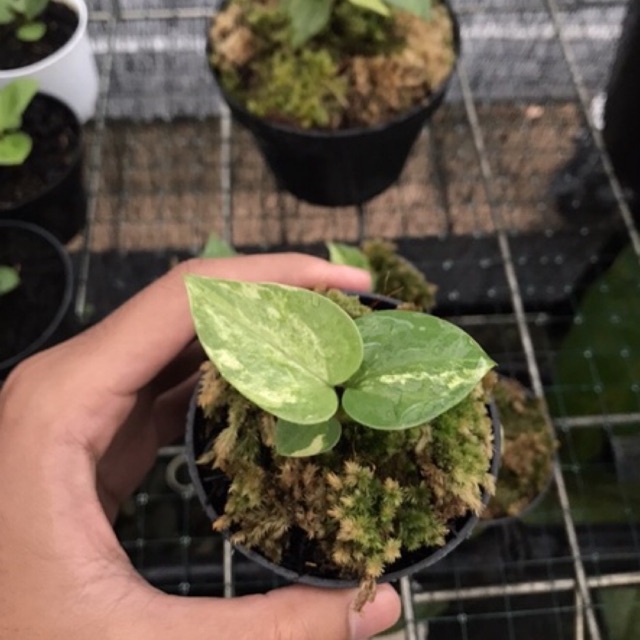 Hokeri Pink Varigata