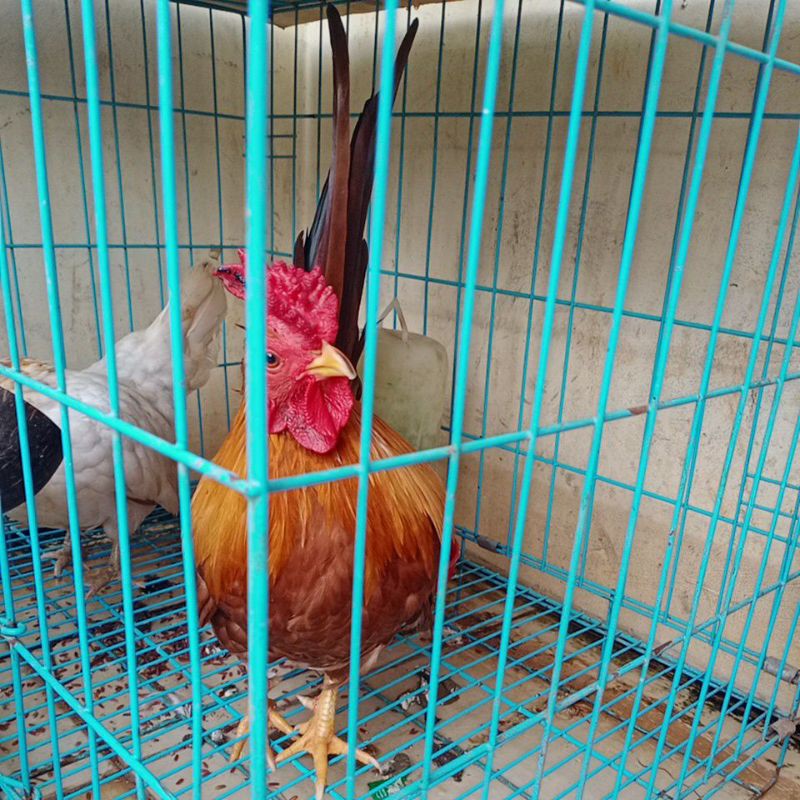 

Ayam kate