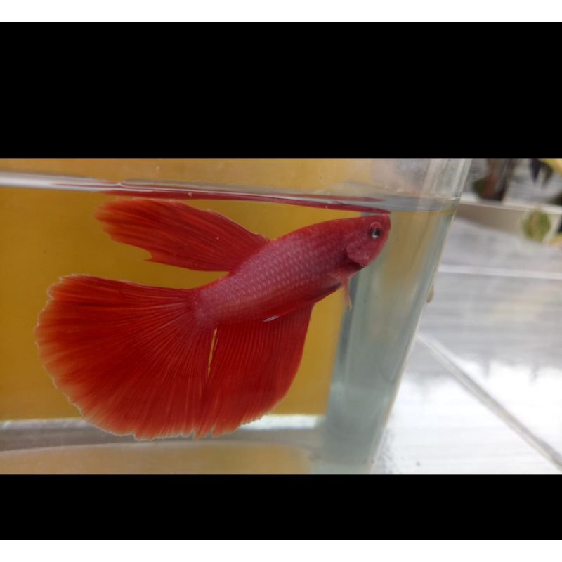 

Ikan cupang halfmoon super red real pict