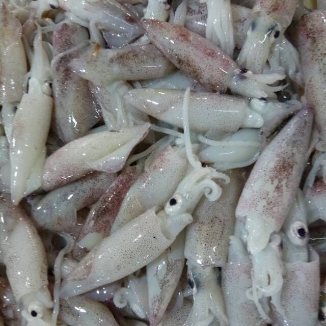 

Cumi segar fresh murah
