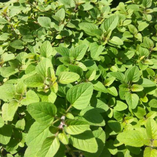 Oregano Segar 50gram Shopee Indonesia