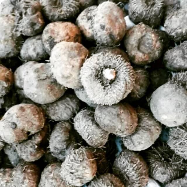 Bibit umbi Porang 1 kg super